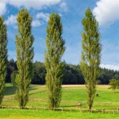 Kara Kavak Ağacı Fidanı – Ali Botanik